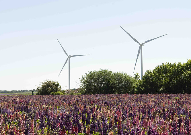 Wind turbines in Lolland